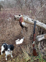 English Springer Spaniels