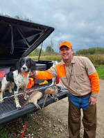 English Springer Spaniels