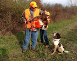 English Springer Spaniels