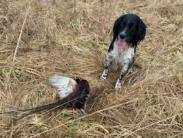 English Springer Spaniels