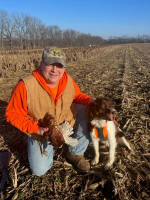 English Springer Spaniels