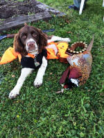 English Springer Spaniels