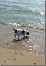 English Springer Spaniels