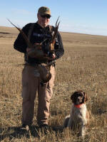 English Springer Spaniels