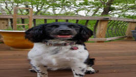 English Springer Spaniels