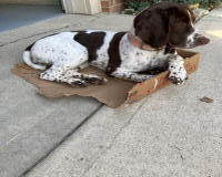 English Springer Spaniels