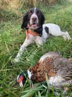 English Springer Spaniels