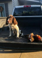 English Springer Spaniels