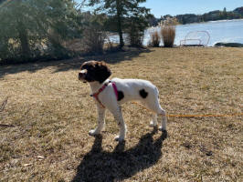 English Springer Spaniels