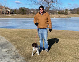 English Springer Spaniels