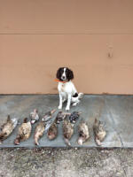 English Springer Spaniels