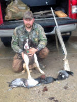 English Springer Spaniels