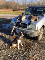 English Springer Spaniels