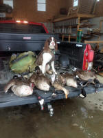 English Springer Spaniels