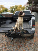 English Springer Spaniels