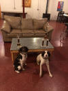 English Springer Spaniels