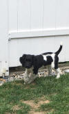 English Springer Spaniels