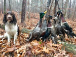 English Springer Spaniels