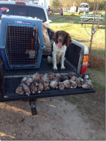 English Springer Spaniels