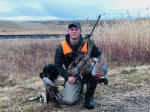 English Springer Spaniels