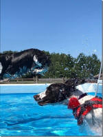 English Springer Spaniels