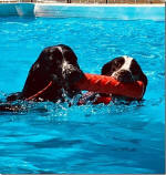 English Springer Spaniels