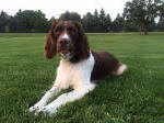 English Springer Spaniels