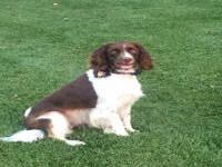 English Springer Spaniels