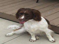 English Springer Spaniels