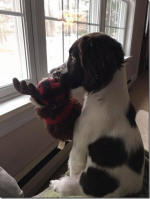 English Springer Spaniels