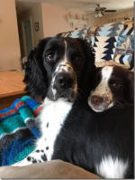 English Springer Spaniels