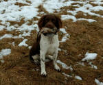 English Springer Spaniels