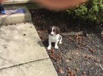 English Springer Spaniels