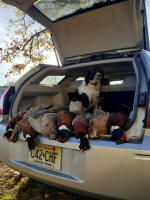 English Springer Spaniels