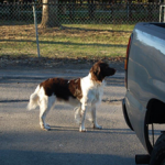 English Springer Spaniels