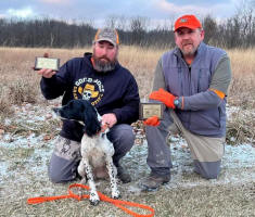 English Springer Spaniels