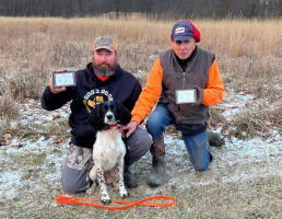 English Springer Spaniels