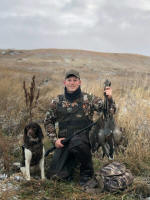 English Springer Spaniels