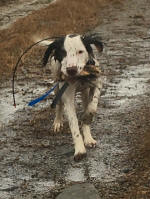 English Springer Spaniels