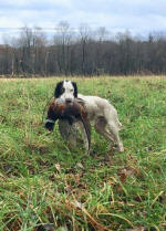 English Springer Spaniels